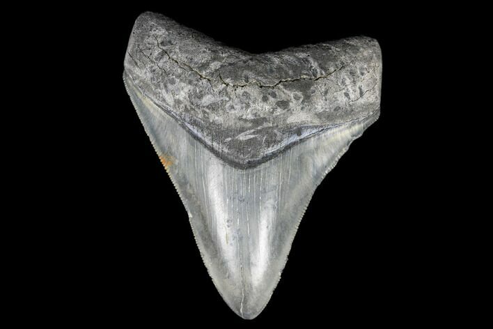 Serrated, Fossil Megalodon Tooth - Aurora, North Carolina #176589